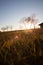 Sunset Over Grassy Field