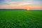 Sunset over a green field of young sprouts of winter wheat