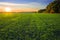 Sunset over a green field of young sprouts of winter wheat