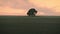 Sunset over green wheat field and lonely tree, aerial video