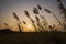 Sunset over the Kans grass or Saccharum spontaneum flowers landscape view