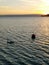 Sunset over lake geneva with a swan as guest on the first ground