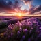 Sunset over lavender field