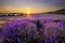 Sunset over lavender field