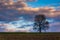 Sunset over a lone tree in a farm field in rural York County, Pe