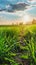 Sunset over a lush green pathway in the countryside