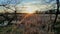 Sunset over Marshy Swamp Shinning on Cattails