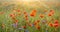 Sunset over the meadow of blooming red poppies