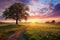 Sunset over meadow with lonely tree and flowers. Nature composition