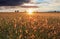 Sunset over meadow, rural scene