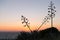Sunset over the Mediterranean Sea and Gozo Island Agave American