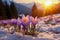 Sunset Over Mountain Meadow with Crocuses Emerging from Snow