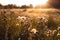 Sunset over nice field of fluffy grass.