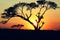 Sunset over the paddy rice field and the big tree - silhouette background - agricultural, ecological and environmental concept