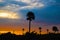 Sunset over palm trees on Madiera Beach, St Pete Florida