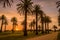 Sunset over palm trees at Saint Kilda in Melbourne in the summer