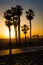 Sunset over palm trees in Santa Monica
