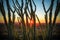 Sunset over Phoenix, Az with cactus tree