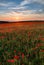 Sunset over Poppies, Polly Joke, West Pentire, Cornwall