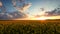 Sunset over rapeseed field video