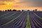 Sunset over rows of lavender near Valensole, Provence, France