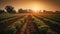 Sunset over the rural farm meadow, yellow growth generated by AI