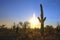 Sunset Over Saguaro National Park