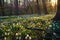 Sunset over a serene woodland park with a lush carpet of spring wildflowers and flowering trees