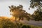 Sunset over the Shingwedzi River. Giraffes are visible