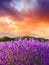 Sunset over a summer lavender field