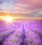 Sunset over a summer lavender field.