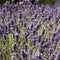 Sunset over a summer purple lavender field . Bunch of scented flowers in the lavanda fields of the French Provence near Valensole