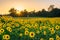 Sunset over a sunflower field in Jarrettsville, Maryland