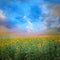 Sunset over sunflowers field