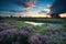 Sunset over swamp with flowering pink heather