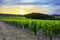 Sunset over vineyards of Beaujolais, Rhone, France