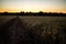 Sunset over a wheat field