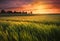 Sunset over wheat fields