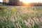 Sunset over a wild field overgrown with tall grass