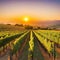 Sunset over winery harvests autumn grapes generated by