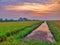 Sunset paddy fields