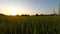 Sunset paddy fields