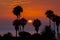 Sunset Through Palm Trees Over LaJolla Beach California