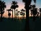 Sunset among the palms in Cadiz, Spain