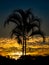 Sunset with palmtree silhouette