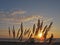 Sunset through Pampas Grass, Torrance Beach, Los Angeles, California