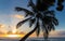 Sunset, paradise beach and palm tree, Martinique island.