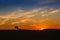 Sunset in the pasture of Extremadura with the silhouette of a cow grazing in the field