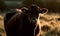 sunset photo of heifer bovine in its natural habitat. Generative AI