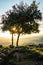 Sunset among the pine trees in the Sierra de Cazorla. Jaen. Spain